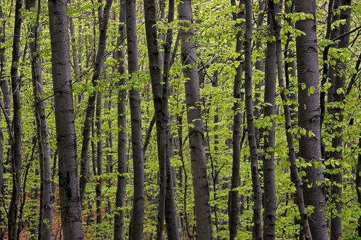 Una legge regionale per il settore forestale