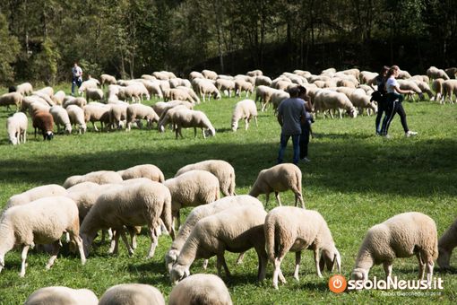 Piemonte, approvata la legge su alpeggi e transumanza