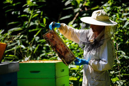 Allarme caldo anomalo: in Piemonte in pericolo la produzione di frutta Allarme caldo anomalo: in Piemonte in pericolo la produzione di frutta