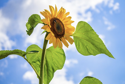 Nella Valle del Ticino un singolare “self service” dei girasoli
