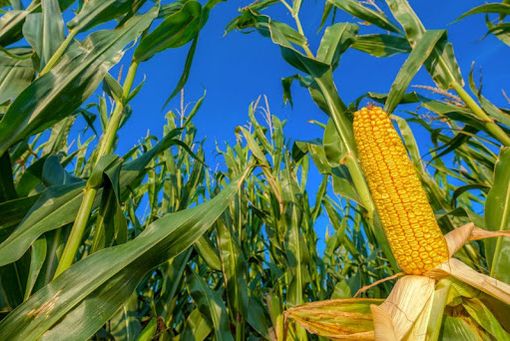 Coldiretti Piemonte: mais in difficoltà per forti piogge