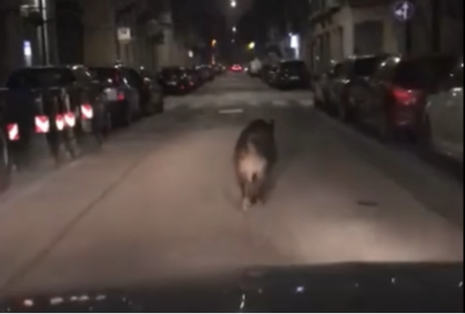 Notizie dal Piemointe. Un cinghiale per le strade di Torino: il video diventa virale Notizie dal Piemointe. Un cinghiale per le strade di Torino: il video diventa virale