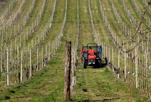 Esonero dell'Irpef, Coldiretti: &quot;Passo importante per le imprese piemontesi&quot;