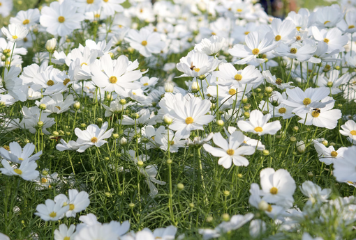 “Fiori in festa”, Gazza Ladra organizza una giornata per festeggiare l’inizio della primavera “Fiori in festa”, Gazza Ladra organizza una giornata per festeggiare l’inizio della primavera