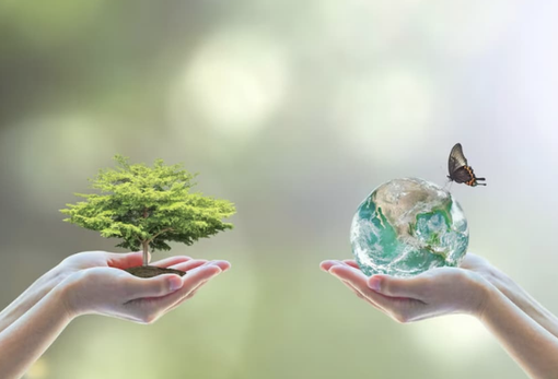 A Villa Cristina la biodiversità diventa esperienza: bruchi e farfalle per un nuovo percorso di cura A Villa Cristina la biodiversità diventa esperienza: bruchi e farfalle per un nuovo percorso di cura
