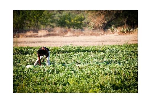 Agricoltura, la Regione: “Nuovo voucher va rivisto per favorire imprese e lavoratori”