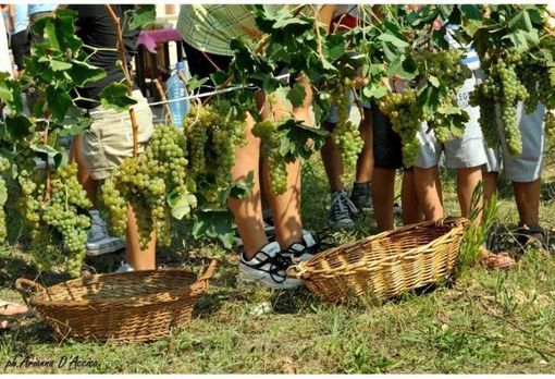 Coronavirus, Coldiretti Piemonte:&quot;Perdite stimate dal 60% al 70% per il vino made in Piemonte&quot;