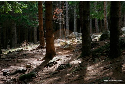 Sos Coldiretti sulla siccità boschiva: "A rischio l'intero ecosistema forestale" Sos Coldiretti sulla siccità boschiva: "A rischio l'intero ecosistema forestale"