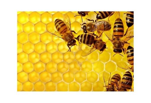 Miele artificiale, gli europarlamentari della Lega chiedono di vietare la vendita Miele artificiale, gli europarlamentari della Lega chiedono di vietare la vendita