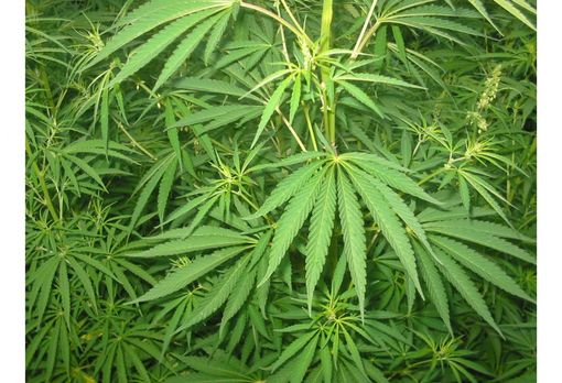 Grimaldi (LUV): "L’abuso di sostanze aumenta pericolosamente, ma la Regione non applica la DGR sulla riduzione del danno" Grimaldi (LUV): "L’abuso di sostanze aumenta pericolosamente, ma la Regione non applica la DGR sulla riduzione del danno"