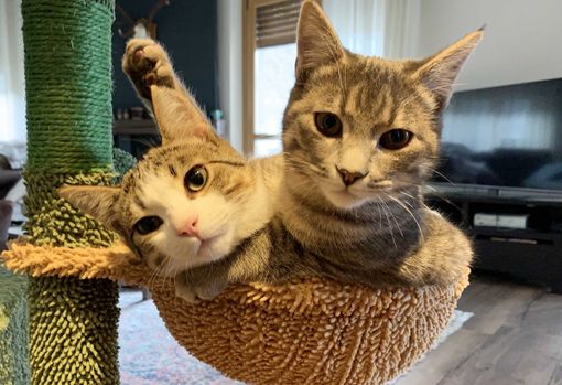 Auguri a-mici! Oggi, 8 agosto, si celebra la Giornata Internazionale del Gatto