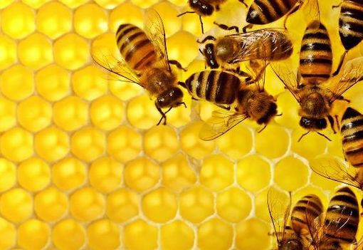 Coldiretti, Giornata delle Api: &quot;Aumenta il consumo, ma a rischio la produzione per il clima”