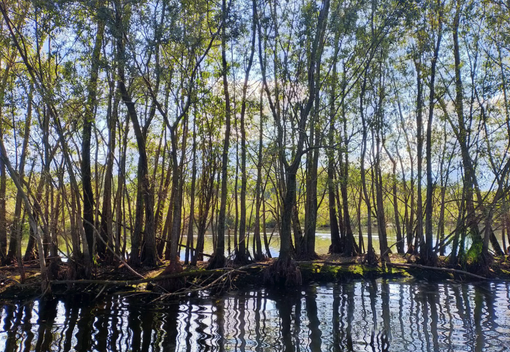 L'ente di gestione aree protette Ticino e Lago Maggiore presenta “Natura partecipata” L'ente di gestione aree protette Ticino e Lago Maggiore presenta “Natura partecipata”