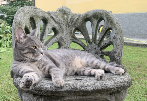 Open day in ricordo di Barbara Pastori: alla scoperta del mondo dei gatti