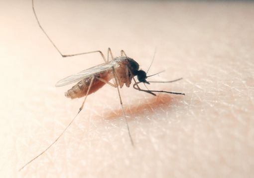 West Nile virus, un 85enne ricoverato a Novara
