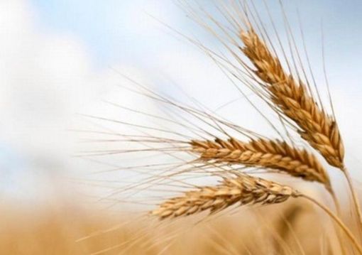 Coldiretti e FS insieme per rafforzare la filiera agroalimentare e salvaguardare il suolo