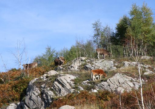 Fase 3, Coldiretti Piemonte: “Bene fondi a sostegno zootecnia regionale”