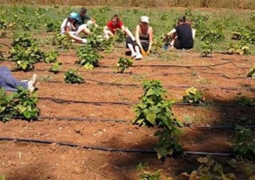 Stagionali agricoltura, pubblicato il bando per l’affitto di strutture abitative Stagionali agricoltura, pubblicato il bando per l’affitto di strutture abitative
