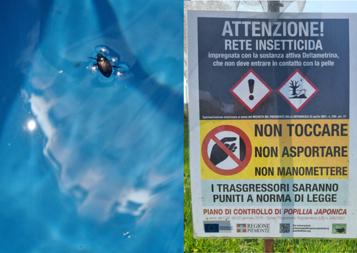 Popillia japonica al via il piano di azione 2025 per contenerne la diffusione