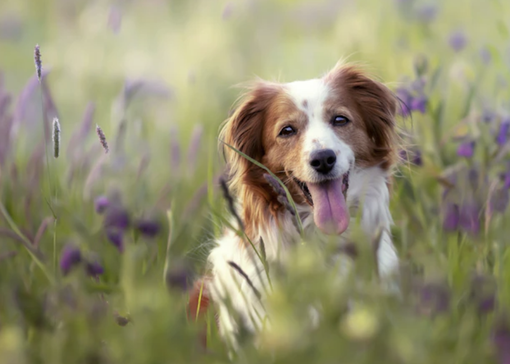 La regione istituisce il registro dei dog sitter La regione istituisce il registro dei dog sitter