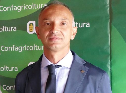 Peste Suina, Confagricoltura segnala alla Regione speculazioni sul mercato dei suini Peste Suina, Confagricoltura segnala alla Regione speculazioni sul mercato dei suini