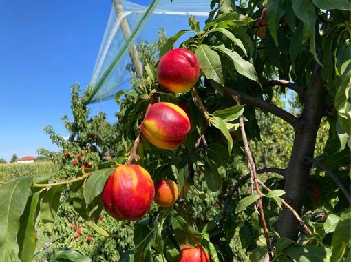 Coldiretti Piemonte: "Frutta e verdura made in Piemonte per combattere il caldo" Coldiretti Piemonte: "Frutta e verdura made in Piemonte per combattere il caldo"