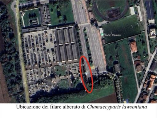 Cameri, messa in sicurezza delle alberature al cimitero comunale Cameri, messa in sicurezza delle alberature al cimitero comunale