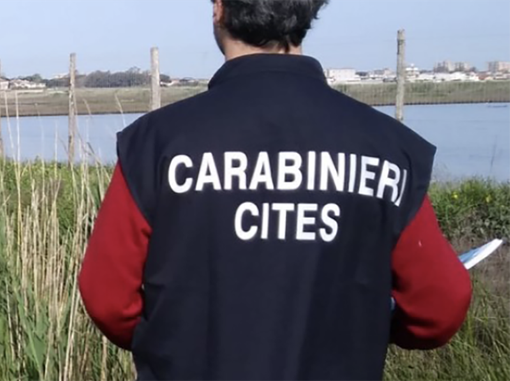 Bracconaggio ittico: smantellata organizzazione che operava in diverse regioni con sede logistica a Borgo Ticino Bracconaggio ittico: smantellata organizzazione che operava in diverse regioni con sede logistica a Borgo Ticino