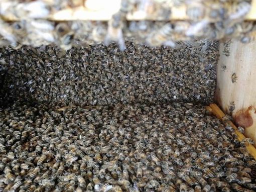 Apicoltura in ginocchio: nel 2019 in Piemonte si stima una perdita produttiva di 16 milioni di euro Apicoltura in ginocchio: nel 2019 in Piemonte si stima una perdita produttiva di 16 milioni di euro