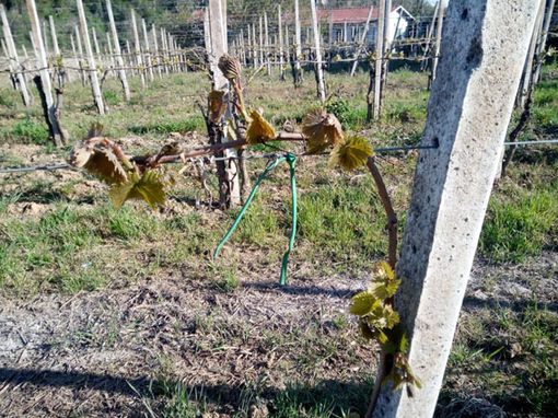 Il sollievo di Coldiretti: "Riconosciuto lo stato di calamità per le gelate dello scorso aprile" Il sollievo di Coldiretti: "Riconosciuto lo stato di calamità per le gelate dello scorso aprile"