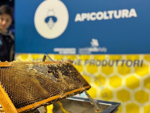 Il regno delle api, sentinelle della natura: la regione finanzia un progetto nelle scuole del novarese