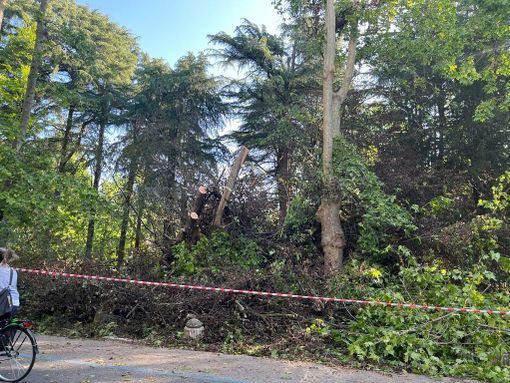 Paura domenica notte per un albero crollato nel Parco dei Bambini