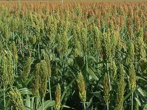 Allerta sorgo per il bestiame: le raccomandazioni di Asl Novara agli allevatori