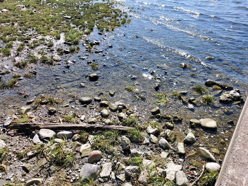Sempre più preoccupante la crisi idrica del Lago Maggiore: raggiunto il livello di "siccità severa" Sempre più preoccupante la crisi idrica del Lago Maggiore: raggiunto il livello di "siccità severa"