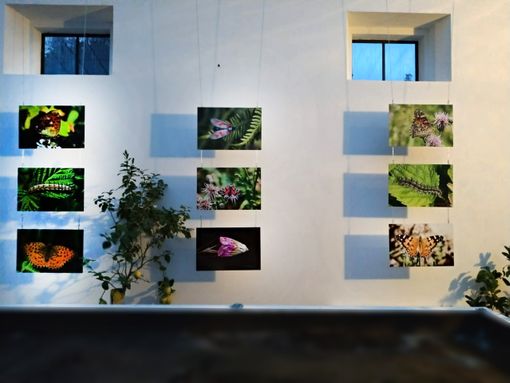 Il mondo degli insetti diventa multimediale: al Museo Meina arriva la mostra “MicroMacro”