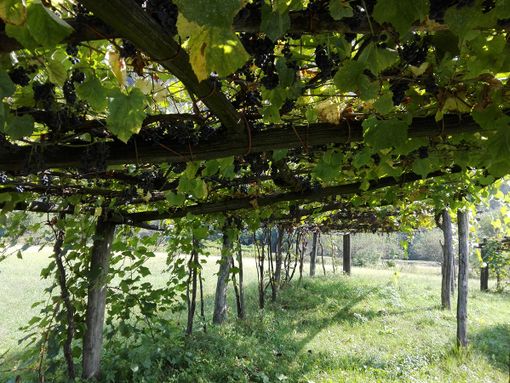 Vendemmia, Coldiretti: per braccianti dai paesi dell’est ridurre burocrazia e semplificare voucher agricolo Vendemmia, Coldiretti: per braccianti dai paesi dell’est ridurre burocrazia e semplificare voucher agricolo
