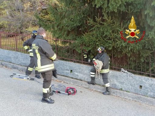 I Vigili del Fuoco salvano un capriolo incastrato in una recinzione di Nebbiuno