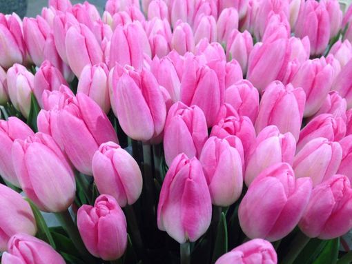 Coldiretti Piemonte, florovivaismo: sos invasione fiori stranieri Coldiretti Piemonte, florovivaismo: sos invasione fiori stranieri