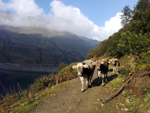 Coronavirus, dalla Regione un sostegno alla filiera lattiero casearia del Piemonte Coronavirus, dalla Regione un sostegno alla filiera lattiero casearia del Piemonte