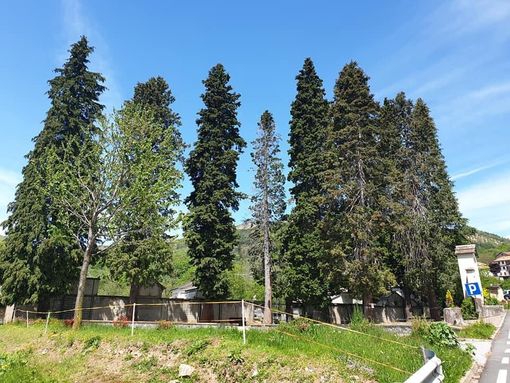 Anche a Trecate si celebra la Giornata Nazionale dell’Albero
