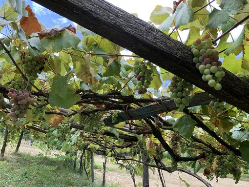 Dodici Comuni del novarese in lizza per diventare “Città europea del vino 2024”