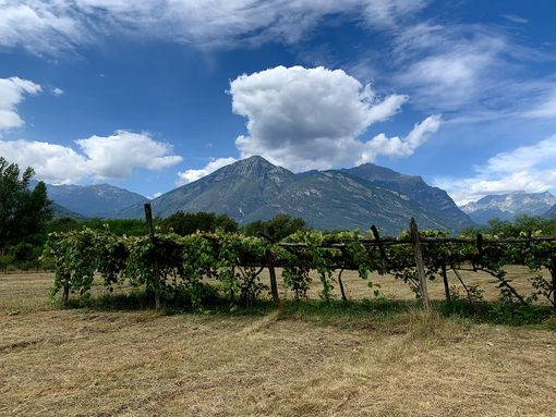 Cia: “Urgente un grande progetto di promozione per il vino piemontese” Cia: “Urgente un grande progetto di promozione per il vino piemontese”