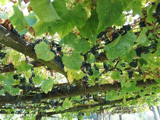 Vendemmia, la soddisfazione di Coldiretti Piemonte: "Garantita la qualità nonostante il clima pazzo" Vendemmia, la soddisfazione di Coldiretti Piemonte: "Garantita la qualità nonostante il clima pazzo"