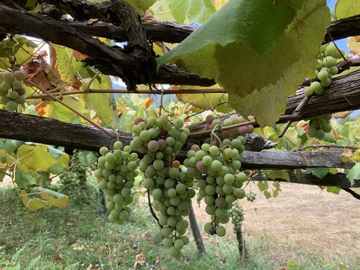 Operativo il tavolo tecnico regionale per l’emergenza flavescenza dorata della vite Operativo il tavolo tecnico regionale per l’emergenza flavescenza dorata della vite