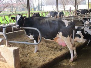 Coldiretti Piemonte,  Ue: serve Pac forte per garantire sovranità cibo