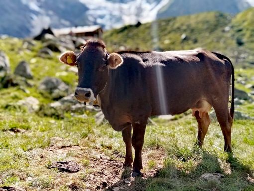 Investire sul benessere animale: la Regione apre il bando da 7 milioni per lo Sviluppo Rurale