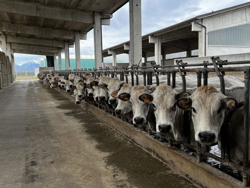 Foto da www.novara-vco.coldiretti.it