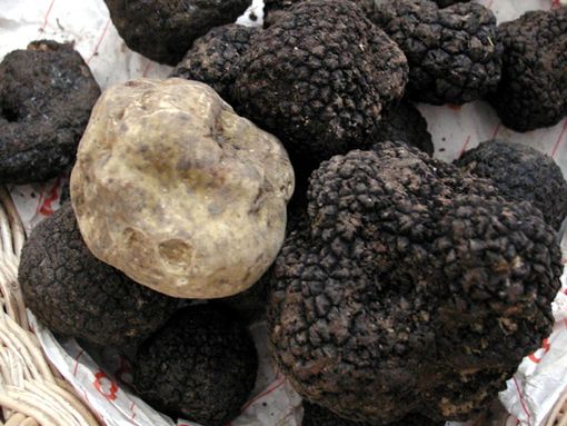 Unesco, il tartufo è patrimonio dell'umanità