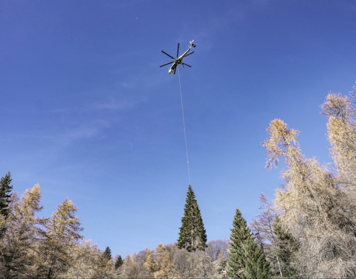 Oggi l'accensione dell'albero a Roma donato dal Piemonte a Papa Francesco Oggi l'accensione dell'albero a Roma donato dal Piemonte a Papa Francesco