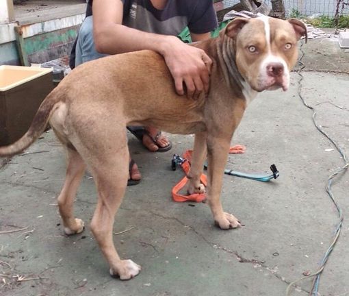 Il comune di Novara lancia una campagna contro l’abbandono degli animali